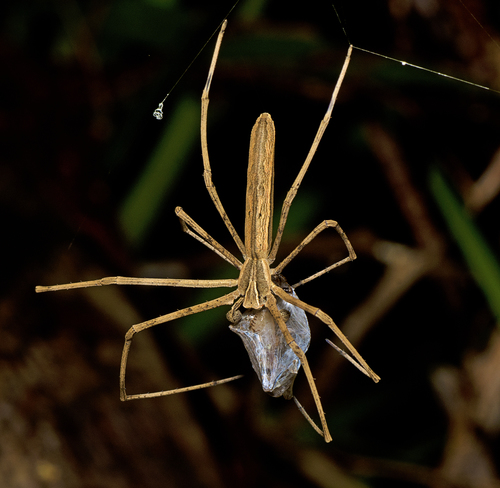 Rufous Net-casting Spider