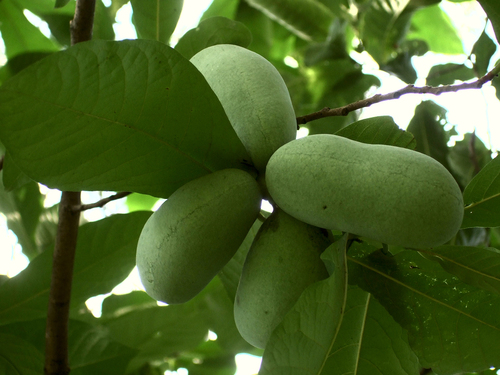 Common pawpaw