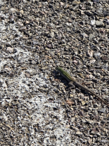 Chihuahuan Spotted Whiptail