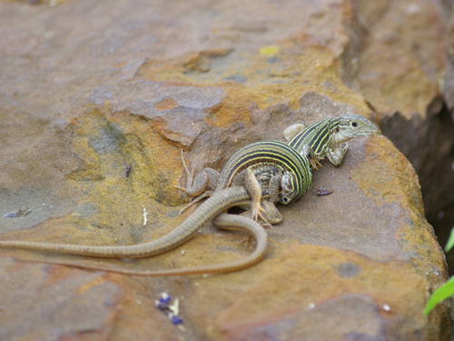 Common Spotted Whiptail