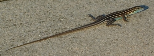Six-lined Racerunner