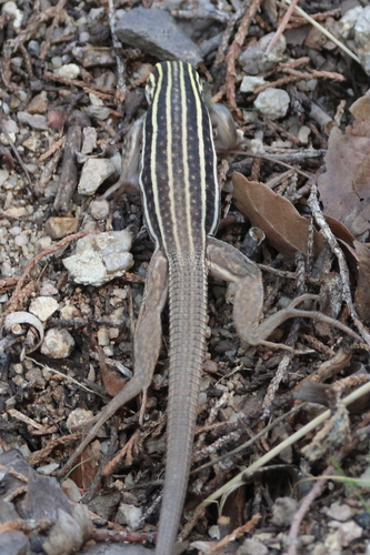 Sonoran Spotted Whiptail