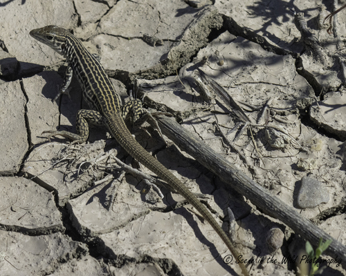 Common Checkered Whiptail