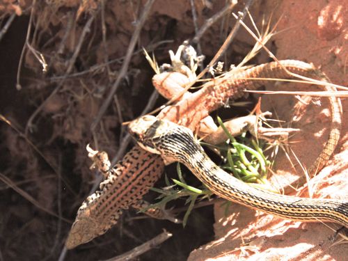 Western Whiptail