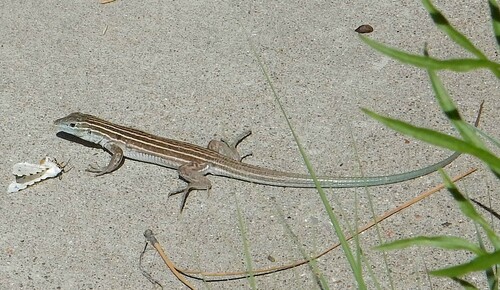 Plateau Striped Whiptail