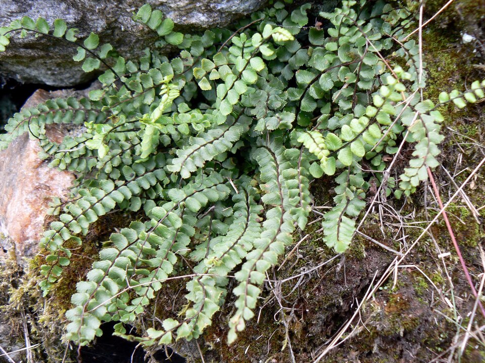 Maidenhair spleenwort