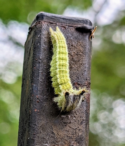 Tawny Emperor