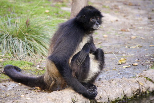 White-bellied Spider Monkey