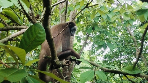Long-haired spider monkey