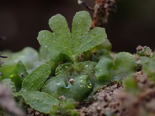 Lady fern