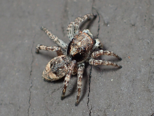 Asiatic Wall Jumping Spider
