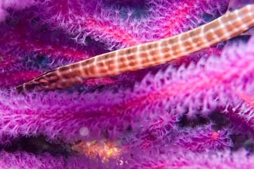 Pacific Trumpetfish