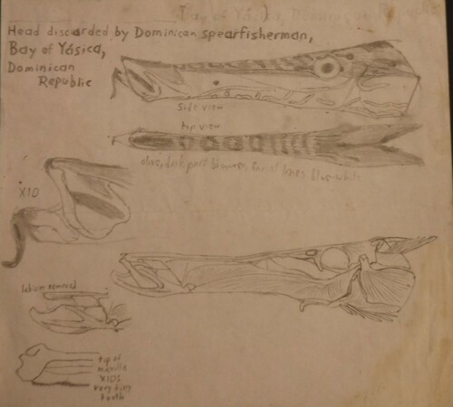 Western Atlantic Trumpetfish