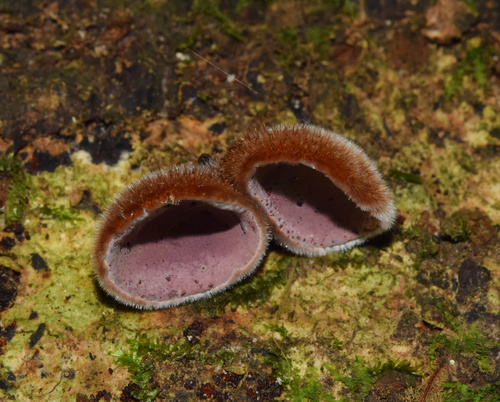 Ear fungus