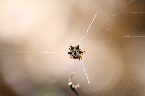 Christmas Jewel Spider