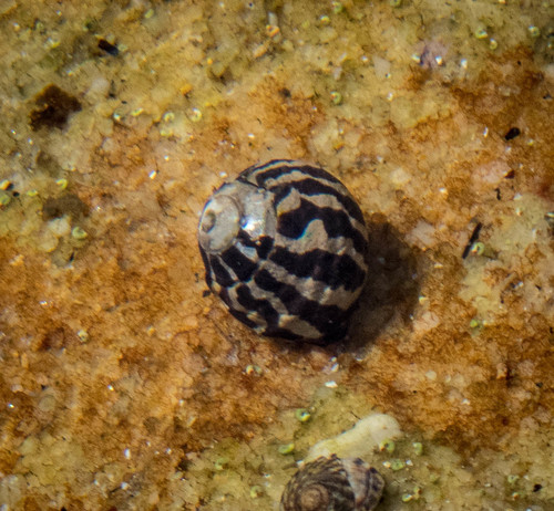 Zebra Top Snail