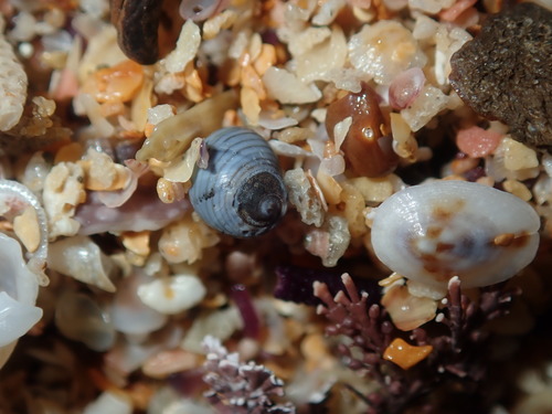 Little Blue Periwinkle