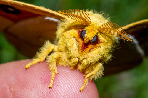 Io Moth