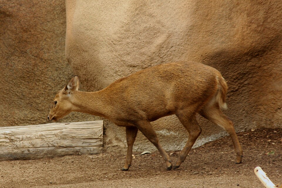 Calamian Hog Deer