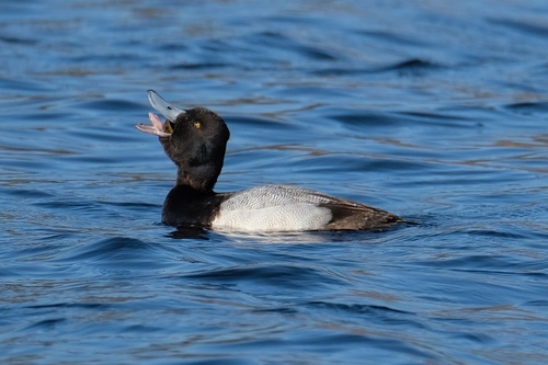 Lesser Scaup