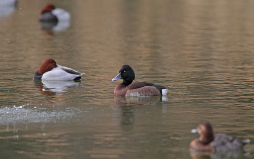 Baer's Pochard