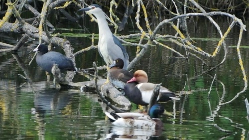 Tufted Duck