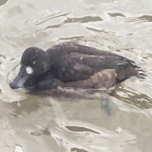 Greater Scaup