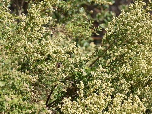 Coyote brush