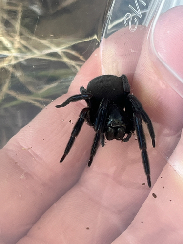 Black House Spider