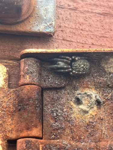 Grey House Spider