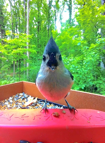 Tufted Titmouse