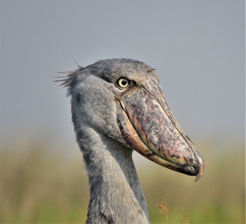 Shoebill