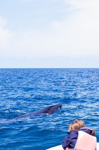 Sei Whale