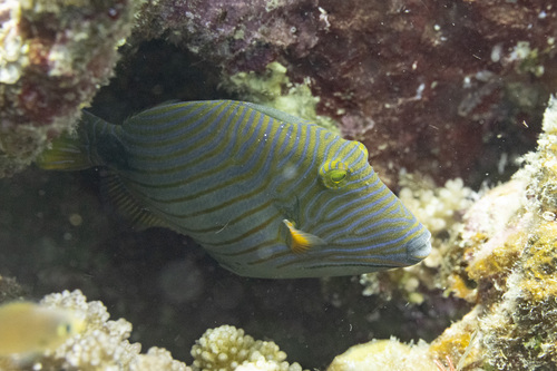 Orangestripe Triggerfish