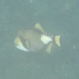Titan Triggerfish
