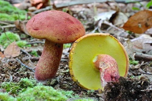 Two-colored bolete