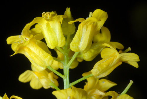 Bitter wintercress