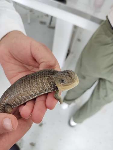 Transvolcanic Alligator Lizard