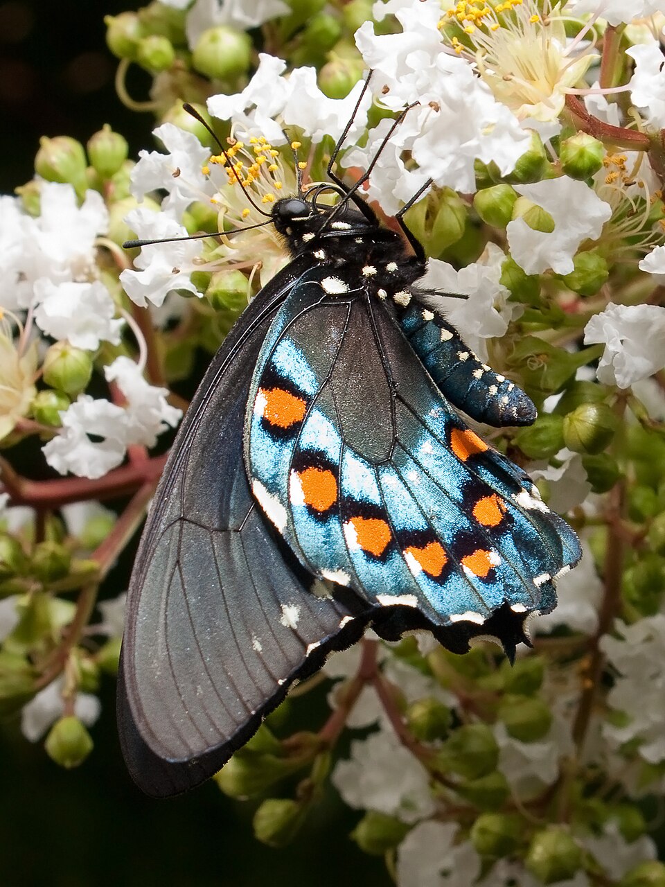 Pipevine Swallowtail