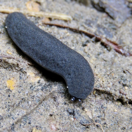 Black-velvet Leatherleaf