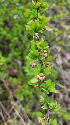 Japanese barberry