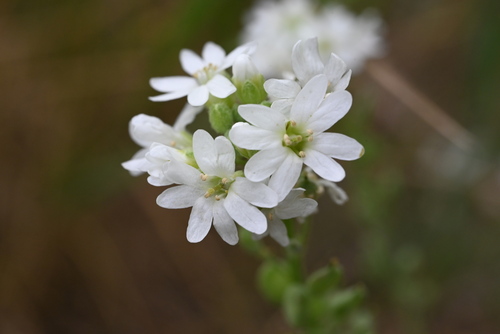 Hoary alyssum