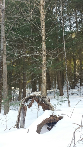 Yellow birch