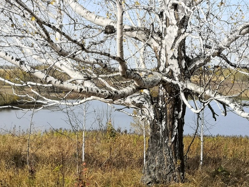 Silver birch