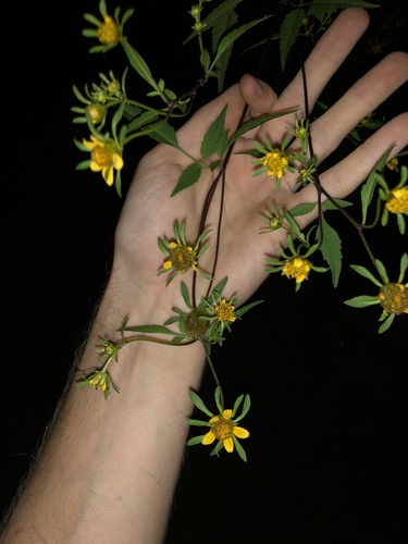 Devil's Beggarticks