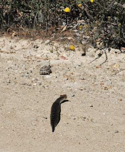 Puff Adder