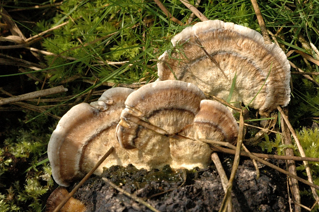 Smoky polypore