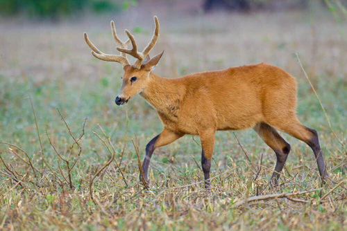 Marsh Deer