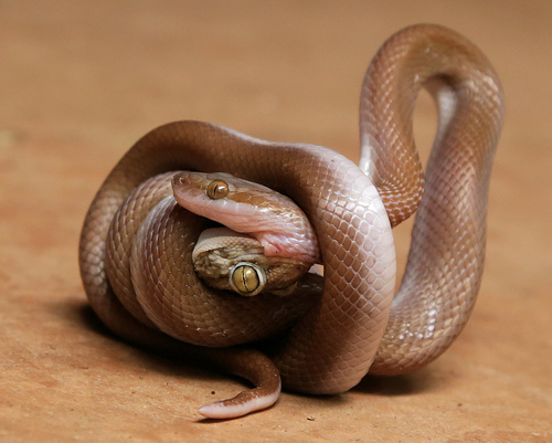 Cape House Snake