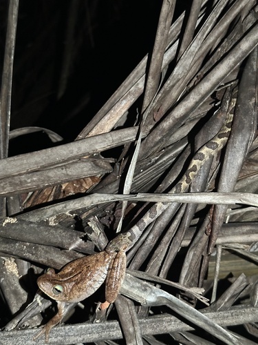 Chirique-Flusse Tree Frog